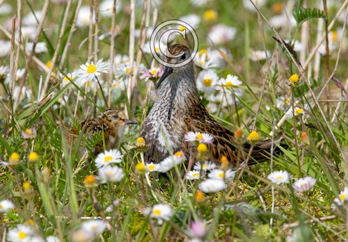 Dunlin and Chick DM1035